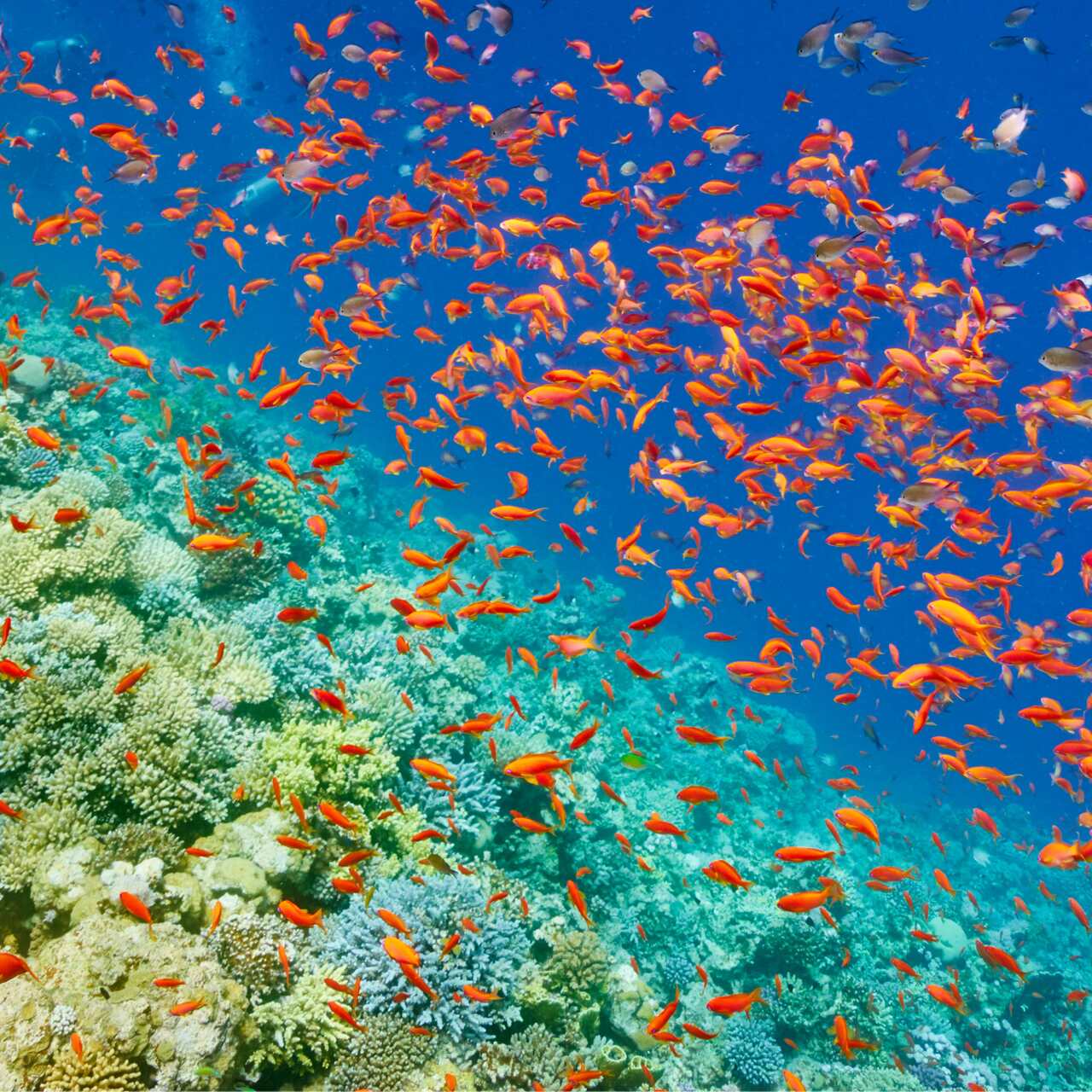 Rafa koralowa w Sharm el Skeikh