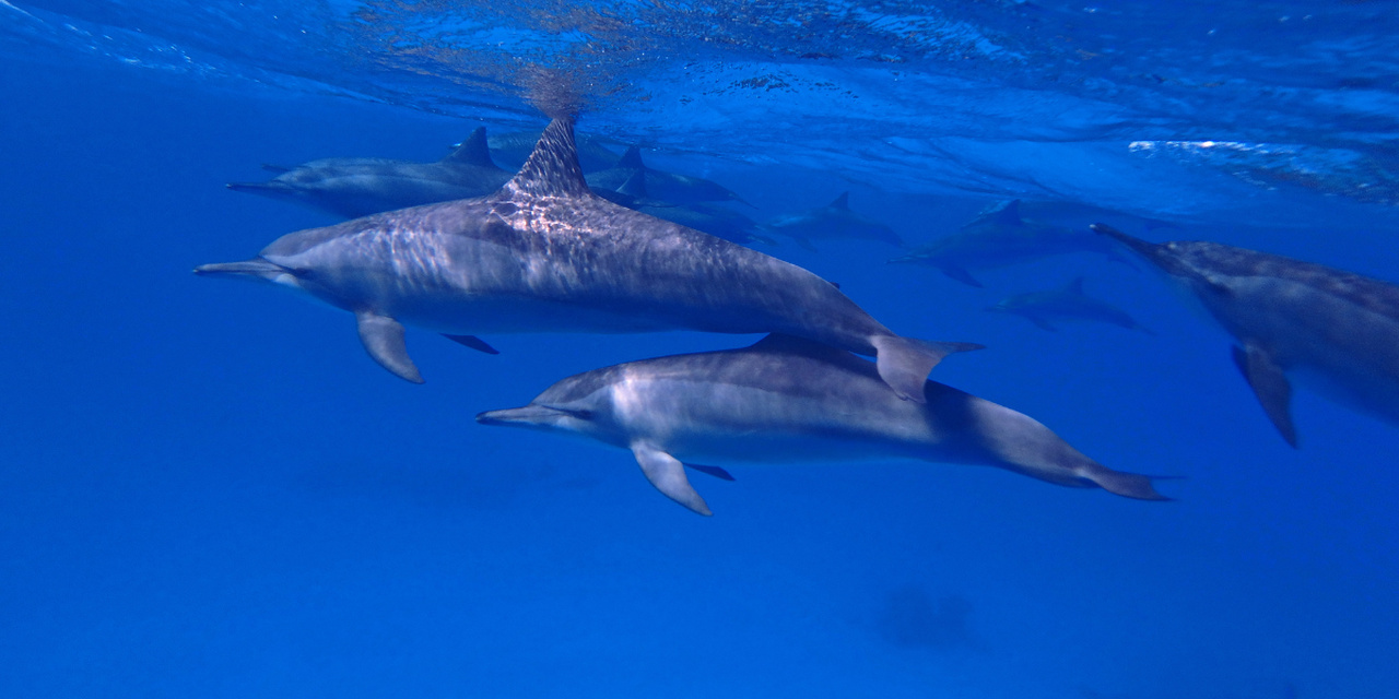 Delfiny w pobliżu Marsa Alam