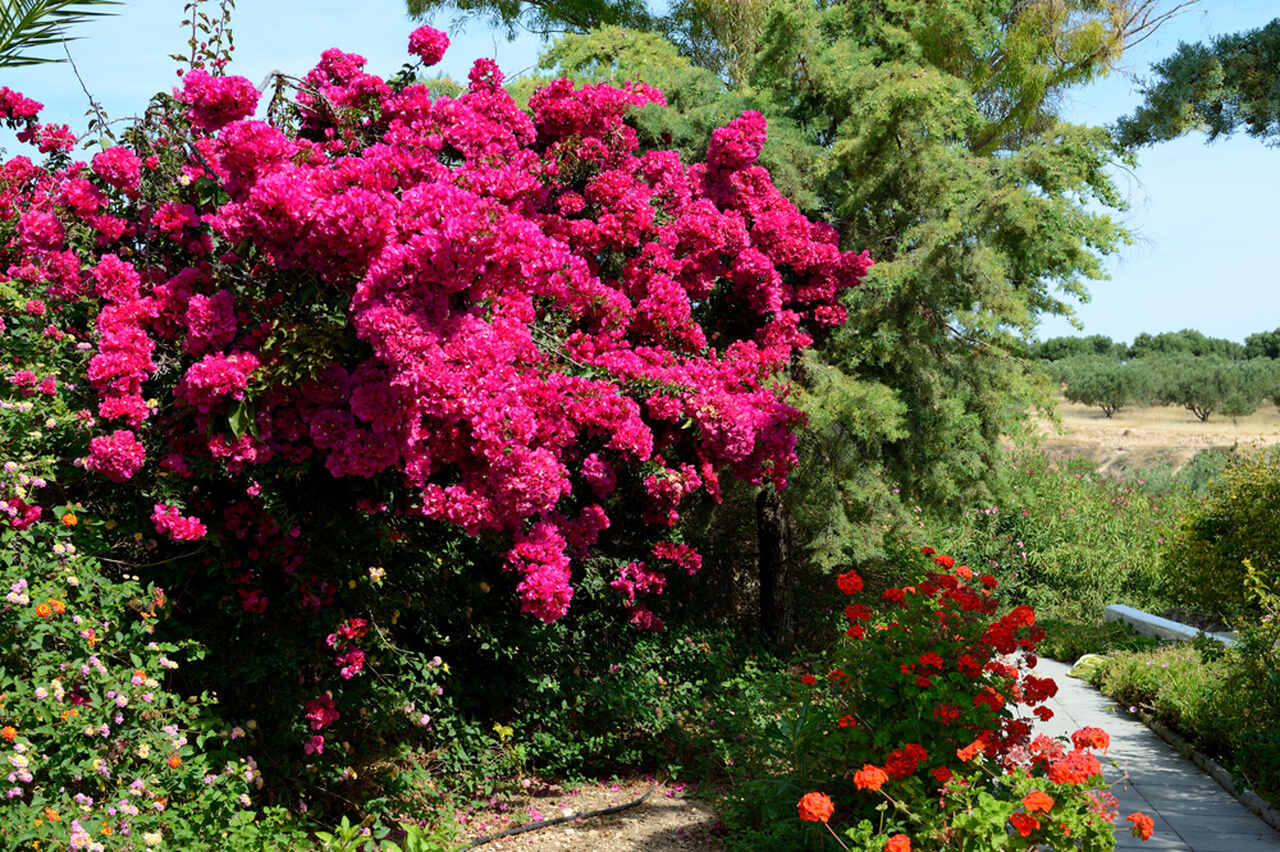 Park botaniczny, Kreta