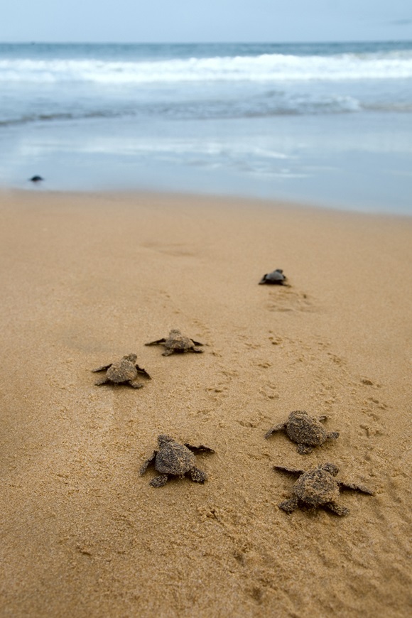Żółwie Karretta, małe żółwie na plaży Gerakas na Zakynthos